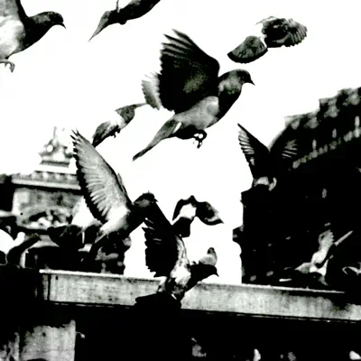 Birds' Flights - Noumena