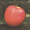 Bah Bah Wool Bag - Little Wings lyrics