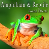 Amphibian & Reptile Sound Effects artwork