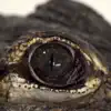 Stream & download Alligators - Single