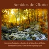 Sonidos de Otoño - Canciones Relajantes y Sonidos de la Naturaleza del Otoño, Sonido de la Lluvia y Canto de los Pájaros y Agua