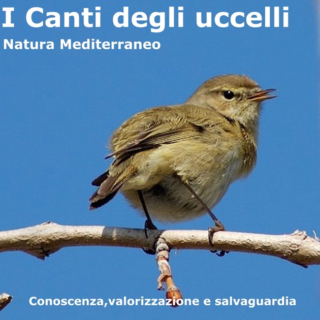 scaricare versi degli uccelli da