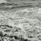 Sharks - Kourosh Oliver Floyd Adhamy lyrics