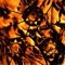 999 - Jory Canfield lyrics