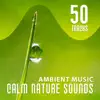 50 Tracks: Ambient Music, Calm Nature Sounds: Therapy Session - Serenity Instrumental New Age with Falling Rain, Relaxing Ocean Waves, Birds & Forest album lyrics, reviews, download