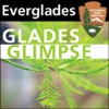 Everglades - Glades Glimpse artwork