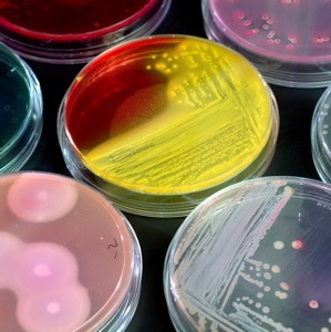 Discover Food Science