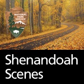 Shenandoah Scenes Artwork