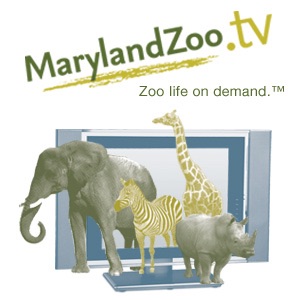 MarylandZoo.TV Artwork