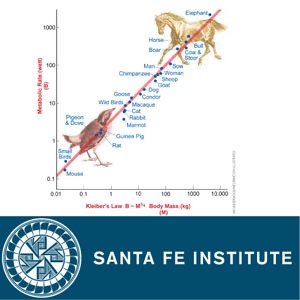 Lecture III: The Scale of the Tree of Life