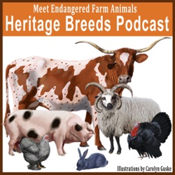 17: Elizabeth Schnebel farming Heritage Breeds for over 30 years