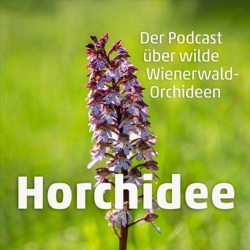 Horchidee | Violetter Dingel