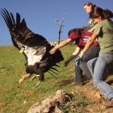 Bringing Condor Home