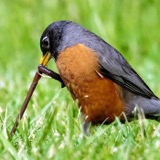 A Grandchild’s Song for Robins
