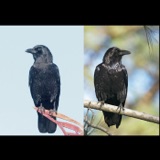 Ravens and Crows - Who's Who?