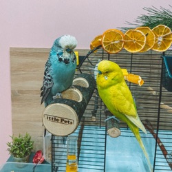 Покупка волнистого попугая, кто лучше самка или самец?