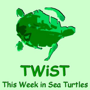 This Week in Sea Turtles Artwork