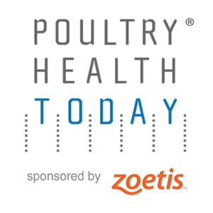 Unusual presentation of bacterial septicemia in broilers tied to breeders