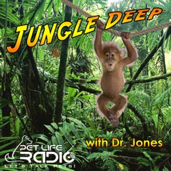 Jungle Deep - Episode 18 The Golden Lion Tamarin with Stephanie Arne of the Honolulu Zoo