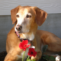 Heart and Paws PawCast podcast