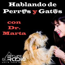 Hablando de Perros y Gatos - Episodio 5 La Peluqueria Glamurosa de los Perros Socialités Niuyorkinos