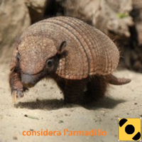 Considera l'armadillo podcast