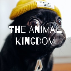 The Animal Kingdom (Trailer)