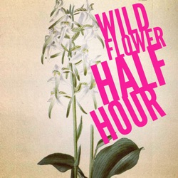 8: A wild flower Glastonbury?