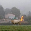 Stampeding of Cattle STL artwork