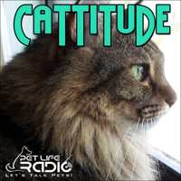 Cattitude - Cat podcast about cats as pets on Pet Life Radio (PetLifeRadio.com)