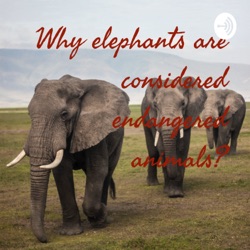 Why elephants are considered endangered animals?