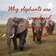 Why elephants are considered endangered animals?