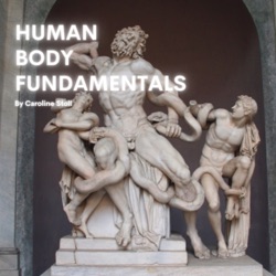 Human Body Fundamentals 