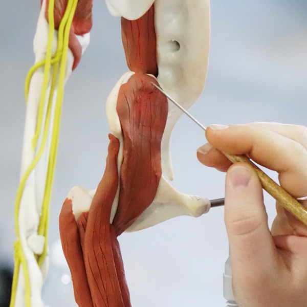Anatomy in Clay® Learning System Podcast Artwork