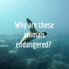 Why are these animals endangered?  artwork