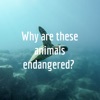 Why are these animals endangered? artwork