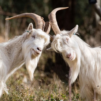 Two Old Goats Fantasy Football Two Old Goats Fantasy Football