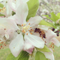 Beekeeping at Five Apple Farm Podcast