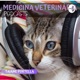 Medicina Veterinária: Anestesia no paciente com câncer.