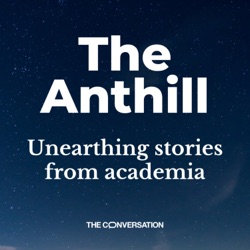 Anthill 3: Rooting for the underdog