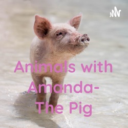 Animals with Amanda- The Pig