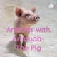 Animals with Amanda- The Pig