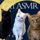 Cat ASMR【eating,purring,grooming】
