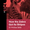 How the Zebra Got Its stripes – Getting to the heart of Pattern Formation - Video artwork