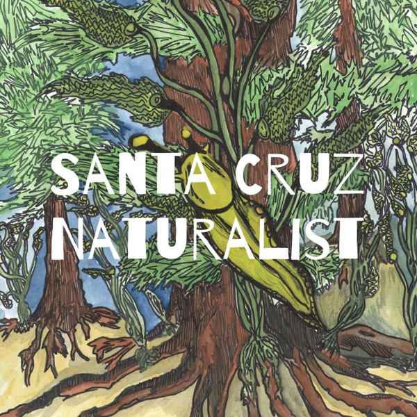 Santa Cruz Naturalist Artwork