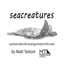 Episode 50: An interview with your host Matt Testoni