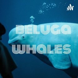 beluga whales