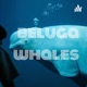 beluga whales