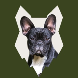 HOW MUCH EXERCISE DOES A FRENCH BULLDOG NEED?
