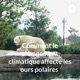 Comment le changement climatique affecte les ours polaires  (Trailer)